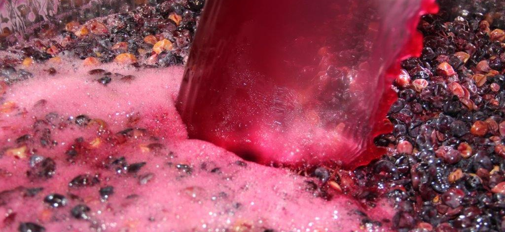 De la fraîcheur pour nos vins rouges