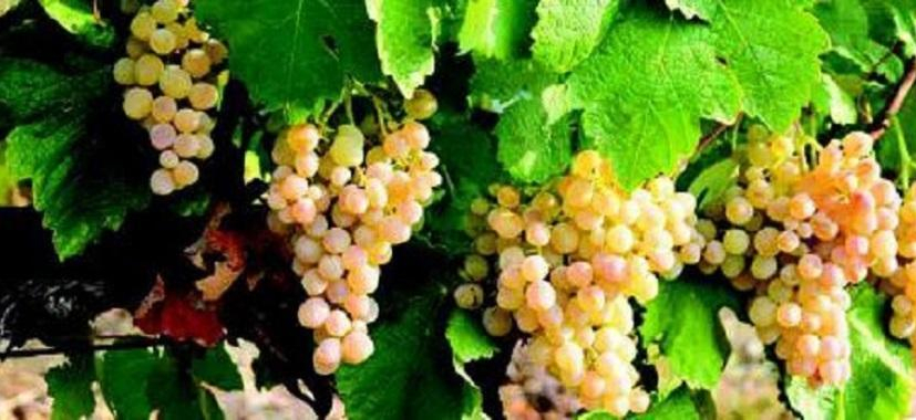 La Vinothèque de l’Institut Rhodanien