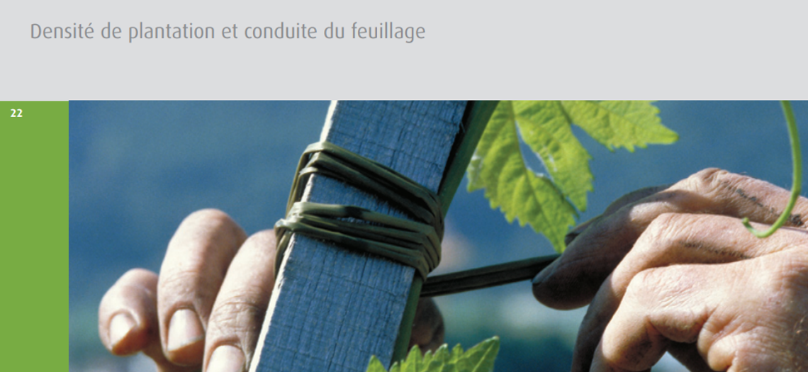 Densité de plantation et conduite du feuillage