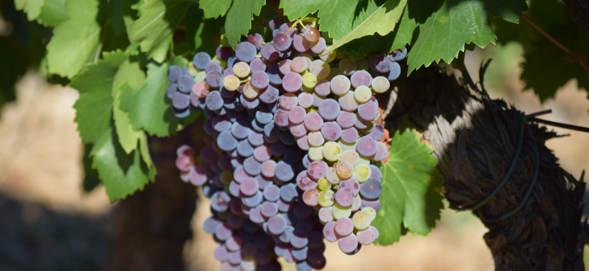 50 ans en vallée du Rhône : Le changement climatique et ses conséquences sur la vigne et le raisin