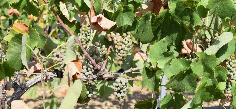 VIFA : les nouvelles variétés autorisées en AOP Côtes du Rhône et AOP Côtes du Rhône Villages