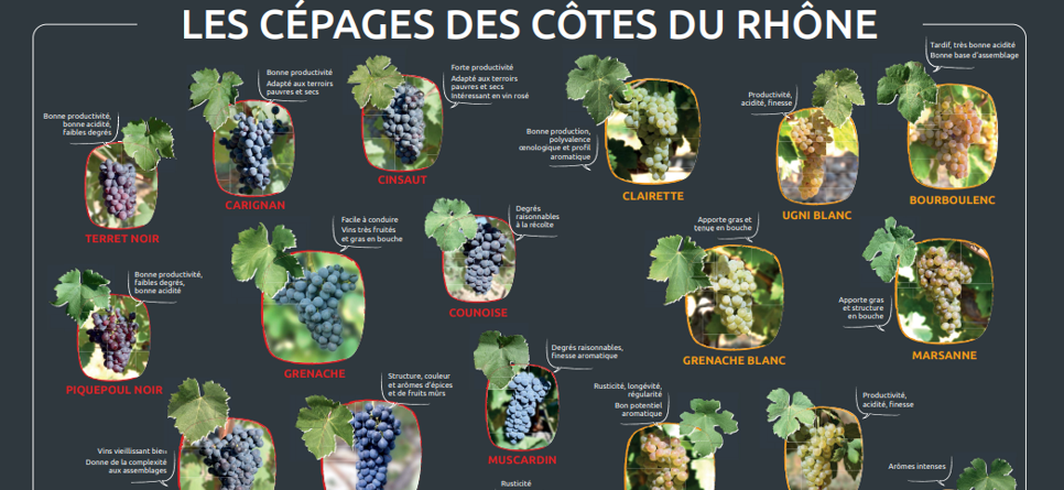 Poster des cépages des Côtes du Rhône
